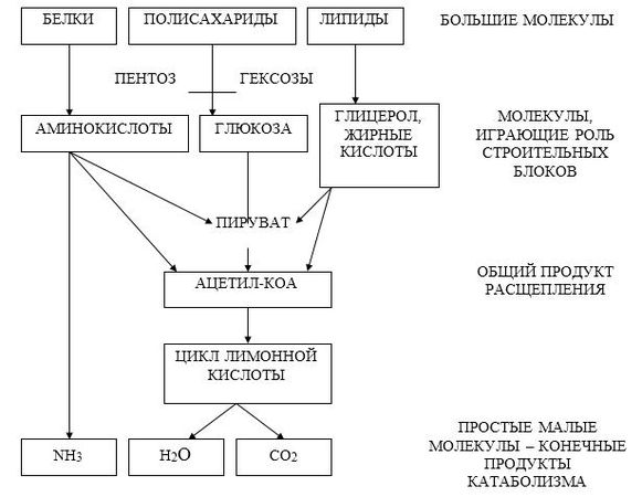 Владимир Лелевич - Биологическая химия