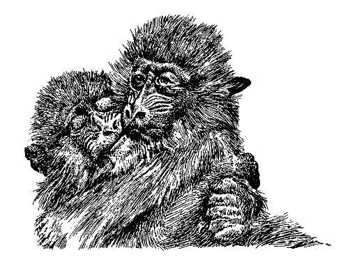 Бернгард Гржимек - Наши братья меньшие