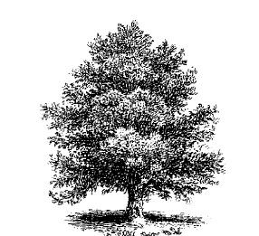 Саша Чёрный - Смех сквозь слезы