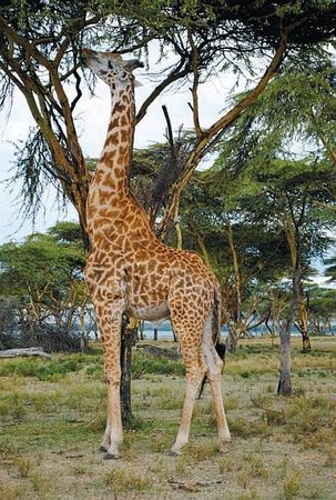 Константин Стогний - Сокровища майя и конец света