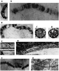 Марк Мосевицкий - Распространенность жизни и уникальность разума?