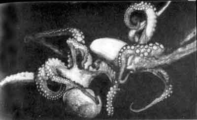 Игорь Акимушкин - Приматы моря