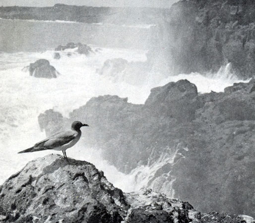 Хайнц Зильман - В стране драконов и сказочных птиц