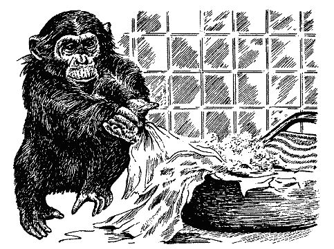 Бернгард Гржимек - Наши братья меньшие