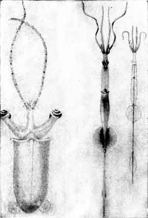 Игорь Акимушкин - Приматы моря