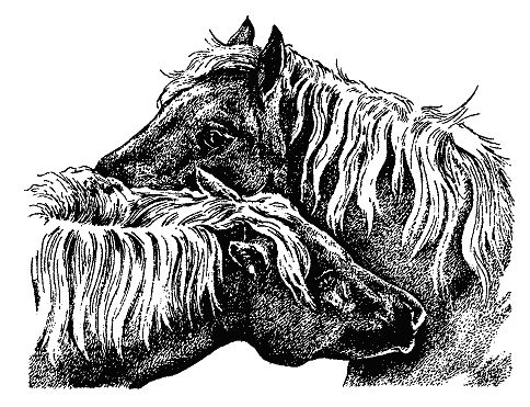 Бернгард Гржимек - Наши братья меньшие