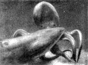 Игорь Акимушкин - Приматы моря