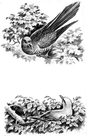 Георгий Скребицкий - Длиннохвостые разбойники (сборник)