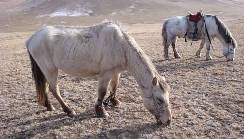 Алексей Штейн - Проходная пешка
