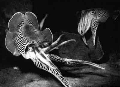 Игорь Акимушкин - Приматы моря