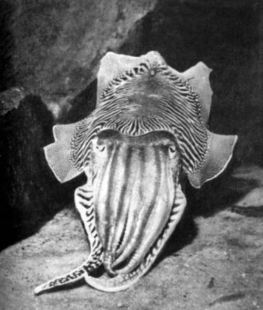 Игорь Акимушкин - Приматы моря