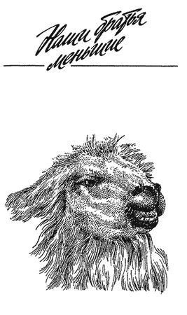 Бернгард Гржимек - Наши братья меньшие