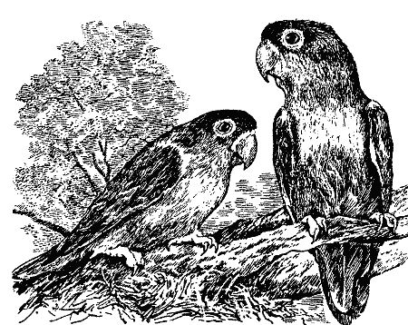 Бернгард Гржимек - Наши братья меньшие