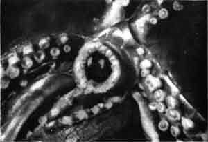 Игорь Акимушкин - Приматы моря