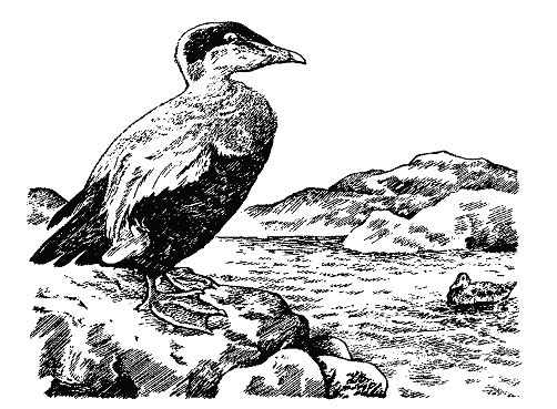 Бернгард Гржимек - Наши братья меньшие