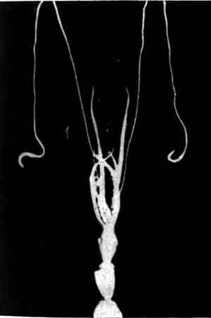 Игорь Акимушкин - Приматы моря