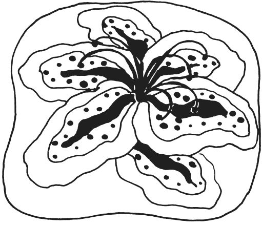 Светлана Ращупкина - Поделки из морских камешков и ракушек