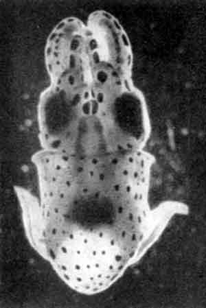 Игорь Акимушкин - Приматы моря