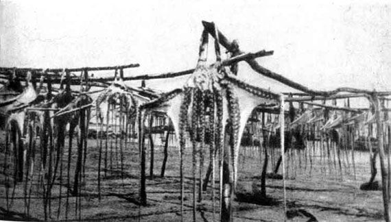 Игорь Акимушкин - Приматы моря