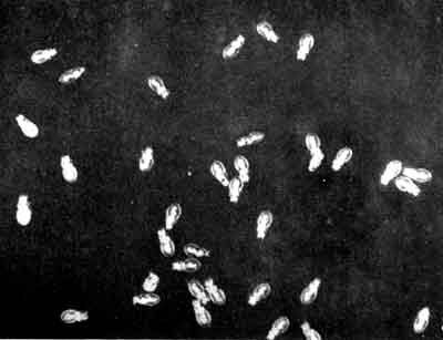 Игорь Акимушкин - Приматы моря