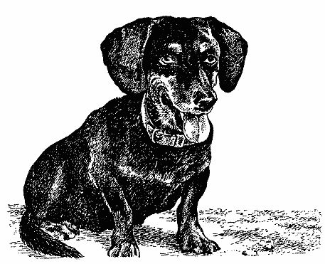 Бернгард Гржимек - Наши братья меньшие