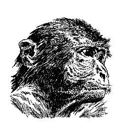 Бернгард Гржимек - Наши братья меньшие