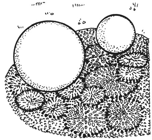 Светлана Ращупкина - Поделки из морских камешков и ракушек