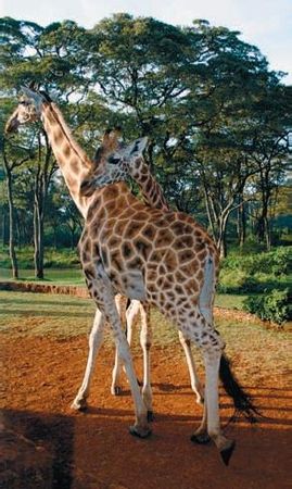 Константин Стогний - Сокровища майя и конец света