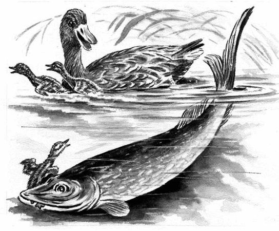 Георгий Скребицкий - Длиннохвостые разбойники (сборник)