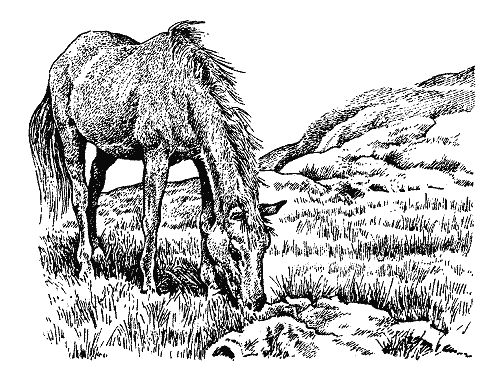 Бернгард Гржимек - Наши братья меньшие