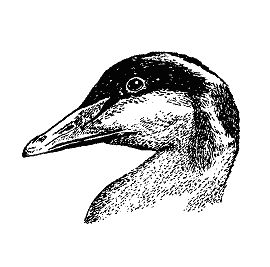 Бернгард Гржимек - Наши братья меньшие