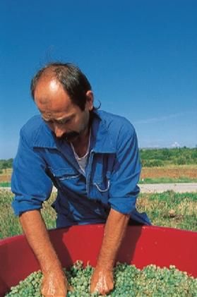 Бертольд Шварц, Александр Сабо - Хорватия. Истрия и Кварнер. Путеводитель