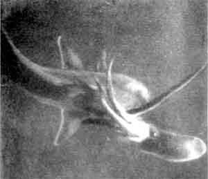 Игорь Акимушкин - Приматы моря