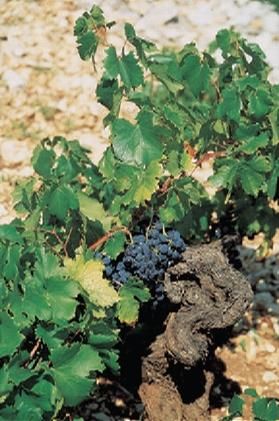 Бертольд Шварц, Александр Сабо - Хорватия. Истрия и Кварнер. Путеводитель