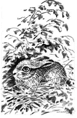 Георгий Скребицкий - Длиннохвостые разбойники (сборник)