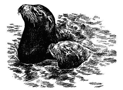 Бернгард Гржимек - Наши братья меньшие