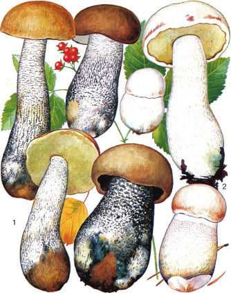 Дмитрий Соколов - Необычные изобретения. От Вселенной до атома