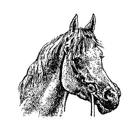 Бернгард Гржимек - Наши братья меньшие