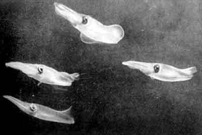 Игорь Акимушкин - Приматы моря