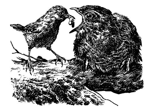 Бернгард Гржимек - Наши братья меньшие