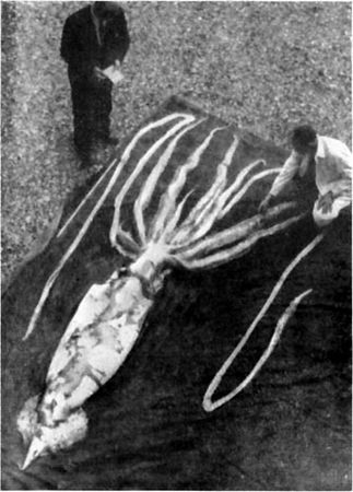 Игорь Акимушкин - Приматы моря