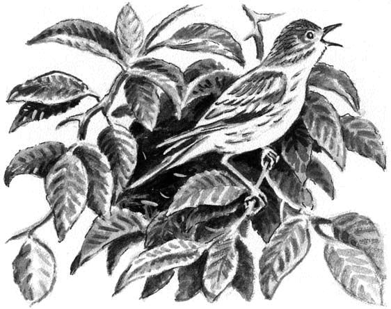 Георгий Скребицкий - Длиннохвостые разбойники (сборник)