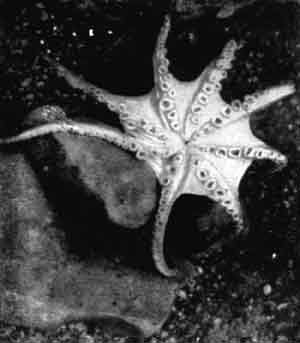 Игорь Акимушкин - Приматы моря