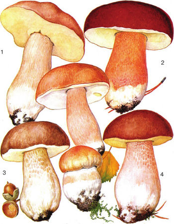 Дмитрий Соколов - Необычные изобретения. От Вселенной до атома