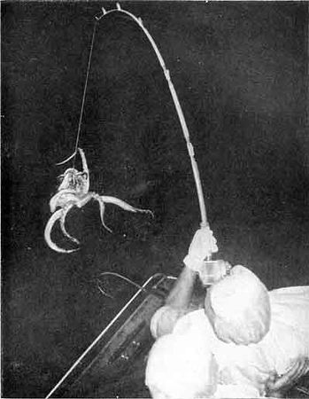 Игорь Акимушкин - Приматы моря