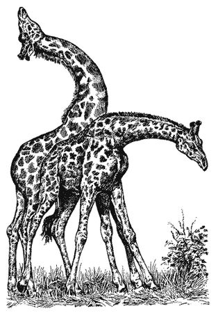 Бернгард Гржимек - Наши братья меньшие