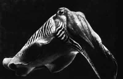 Игорь Акимушкин - Приматы моря