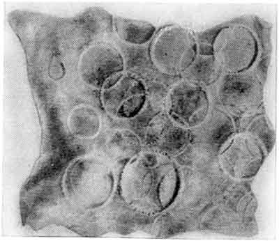 Игорь Акимушкин - Приматы моря