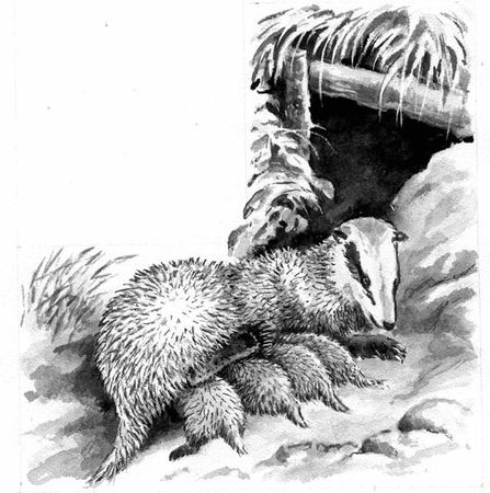 Георгий Скребицкий - Длиннохвостые разбойники (сборник)