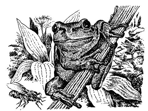 Бернгард Гржимек - Наши братья меньшие